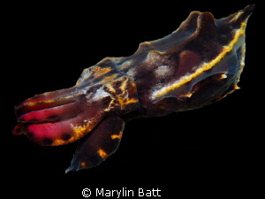 Flamboyant Cuttlefish that seemed fascinated with my ligh... by Marylin Batt 